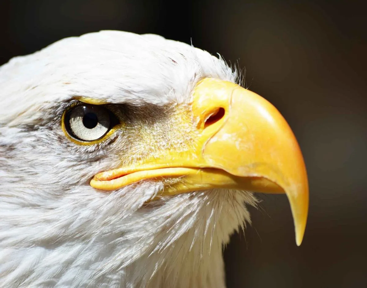 close up eagle head